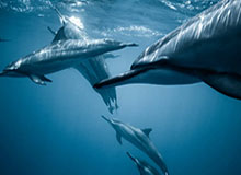 开云体育平台-老佛爷低气压到访更衣室 齐祖面临洛佩特吉剧本？